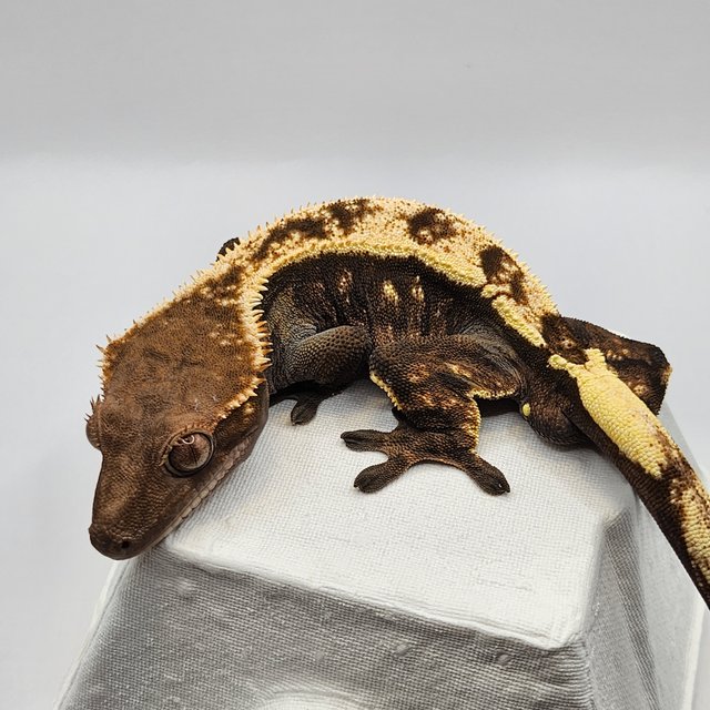 세이블 트라이 텐저린