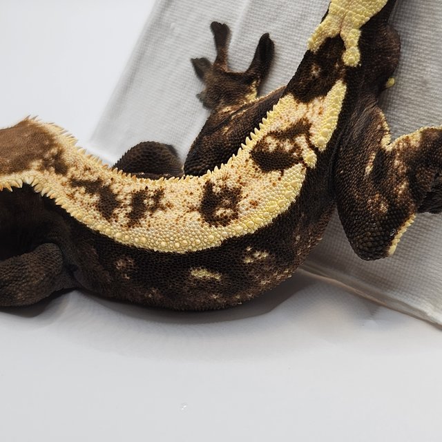 세이블 트라이 텐저린