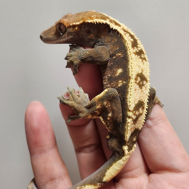 세이블 트라이 텐저린