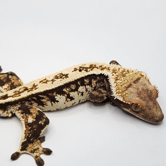 트라이 풀핀 핀스트라이프 텐저린