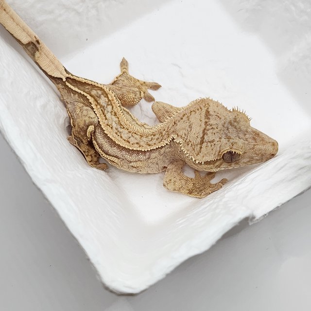 쿼드 핀스트라이프