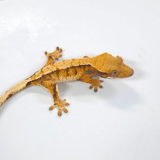 트라이 텐저린 바브