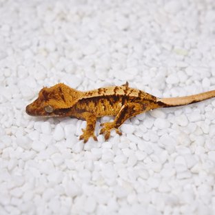 노멀 트라이 텐저린