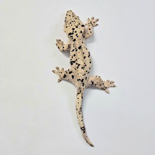 퐁퐁