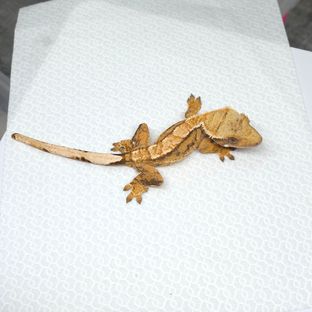 트라이 바브