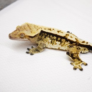 노멀 트라이 화이트 옐로우