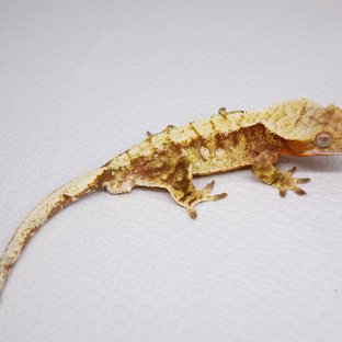 노멀 트라이 레드