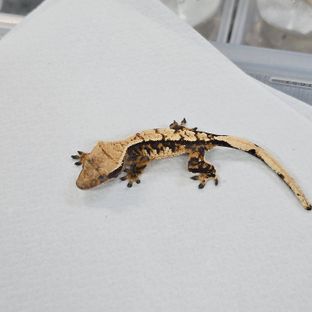 트라이 텐저린 바브