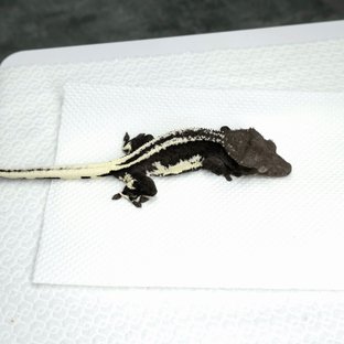 테라