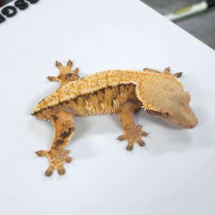 트라이 텐저린 바브
