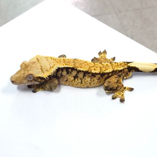 트라이 바브