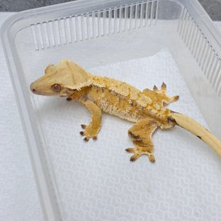 노멀 트라이 텐저린 옐로우