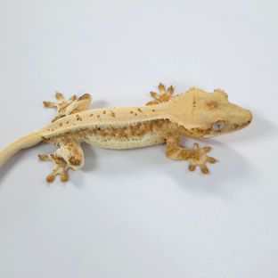 릴리화이트 트라이 크림
