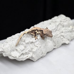 릴리 세이블 릴리화이트