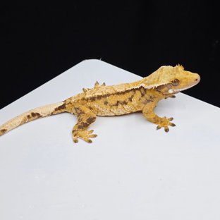 노멀 트라이 텐저린