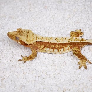 노멀 트라이 화이트포트홀 레드