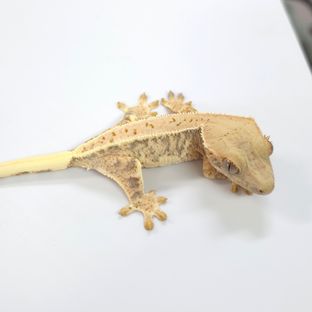 트라이 릴리화이트