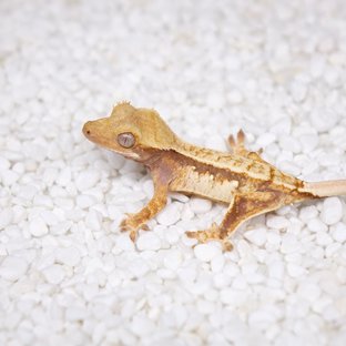 노멀 트라이 텐저린