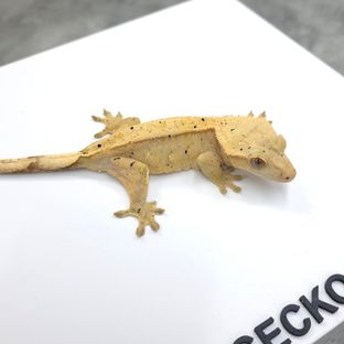 노멀 크림시클 옐로우 달마시안