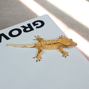 노멀 트라이 텐저린