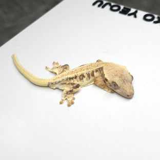 릴리화이트 트라이