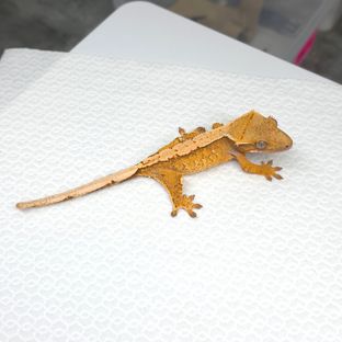 트라이