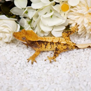 노멀 트라이 텐저린