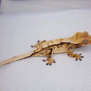 노멀 트라이 드리피