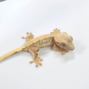 릴리화이트 트라이