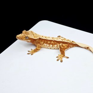 노멀 트라이 쿼드 레드