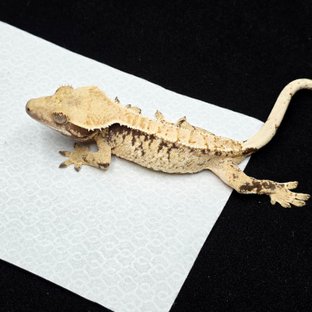 노멀 트라이 화이트스팟 화이트포트홀