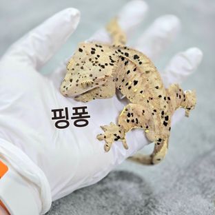 핑퐁