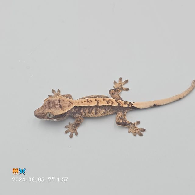노멀