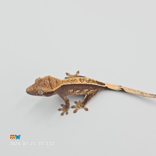 트라이 노멀 풀핀
