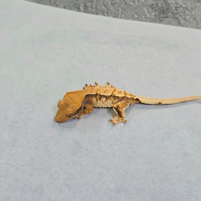 트라이 바브