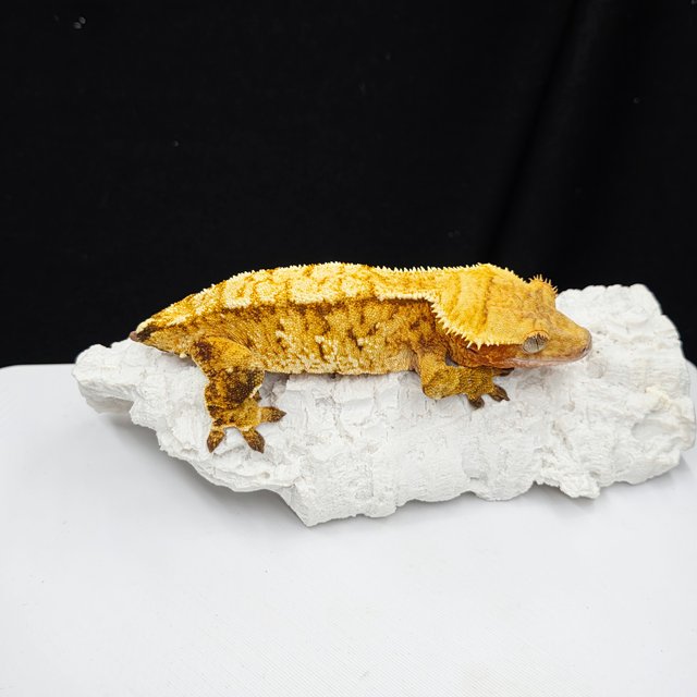 노멀 트라이 텐저린 옐로우