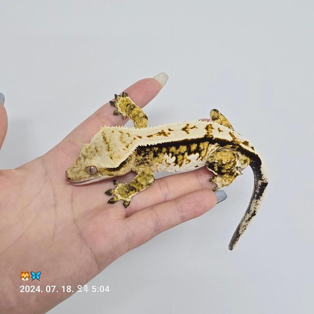 트라이 핀스트라이프