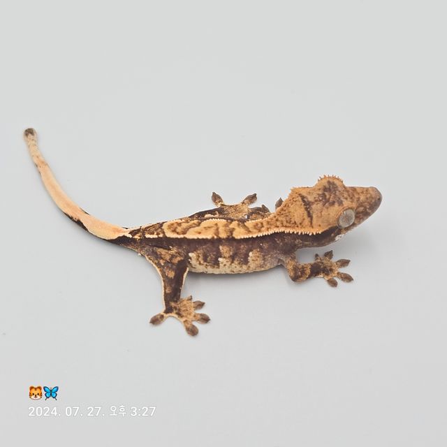 노멀 트라이 화이트스팟