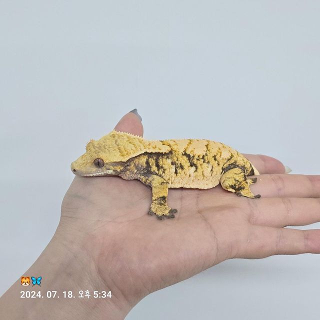 트라이