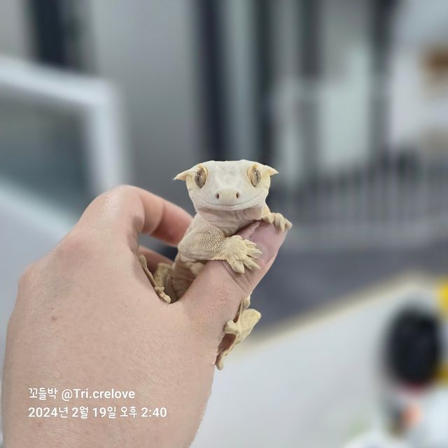 노멀