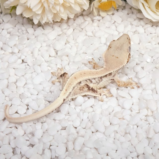 릴리화이트 화이트