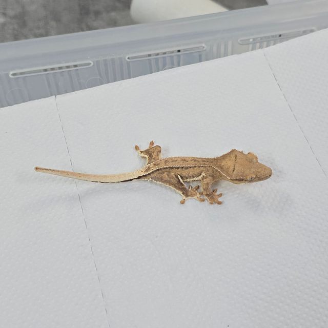 릴리화이트 팬텀 크림