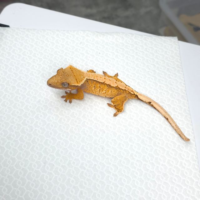 트라이