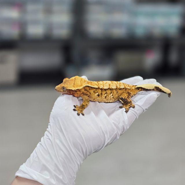 바브