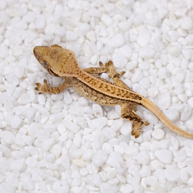 노멀 트라이 화이트스팟 화이트크라운 풀핀