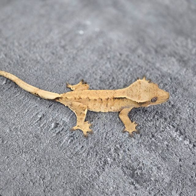 트라이 바브