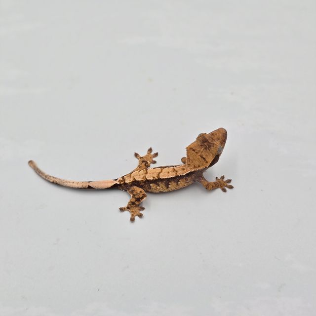 트라이