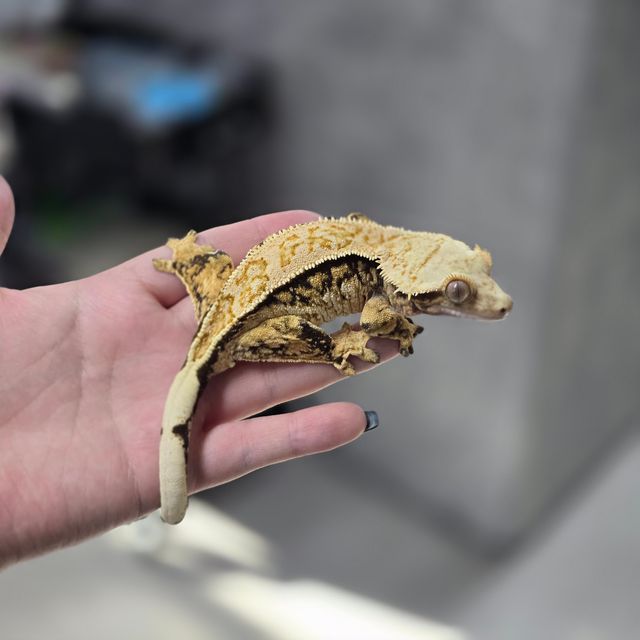노멀 트라이