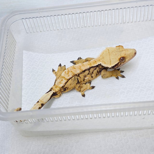 노멀 트라이 텐저린