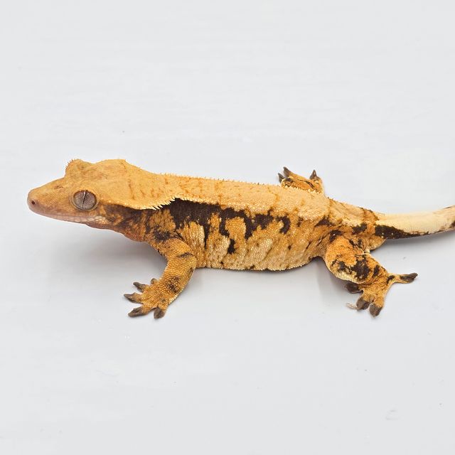바브